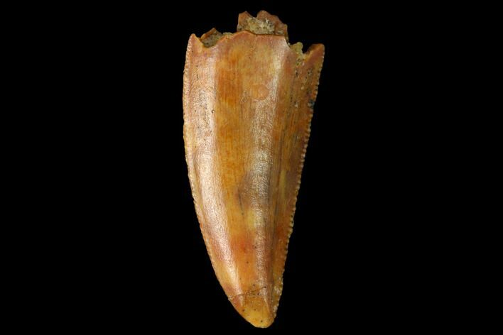 Serrated, Raptor Tooth - Real Dinosaur Tooth #160035